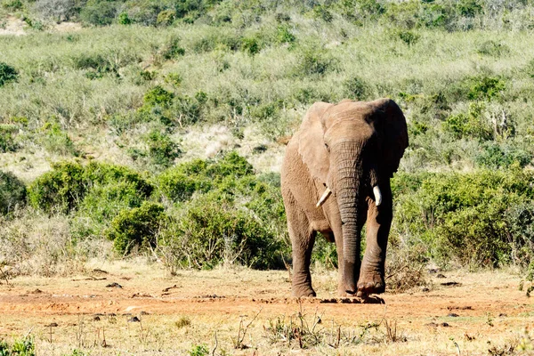 Afrikanischer Elefant hebt sein Bein — Stockfoto