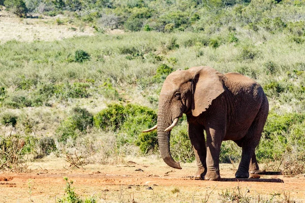 Afrikanischer Buschelefant im hinterhältigen Look — Stockfoto