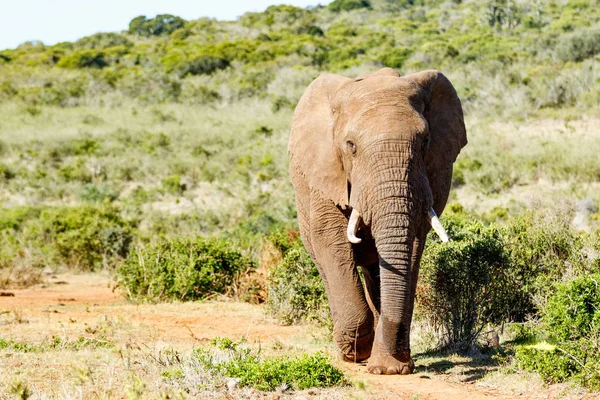 Afrikanischer Buschelefant stürmt den Hügel hinunter — Stockfoto