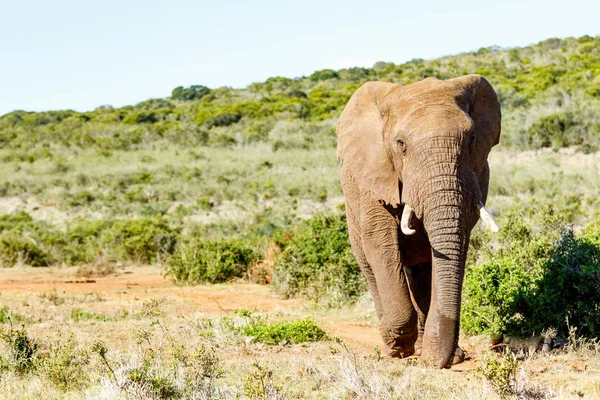 African Bush Elephant walking — Stock Photo, Image