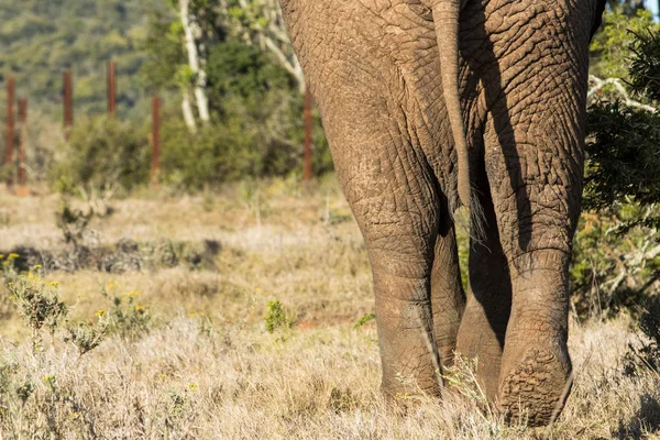 Zamknąć z tyłu słoń — Zdjęcie stockowe