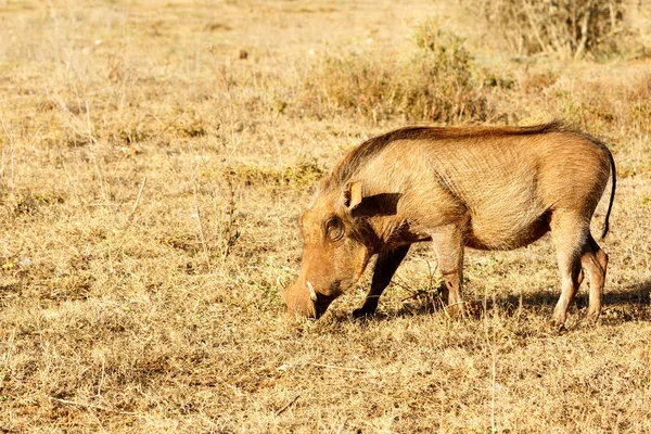 Společná warthog čichání tráva — Stock fotografie