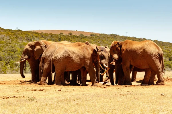 Встреча африканских слонов на плотине — стоковое фото