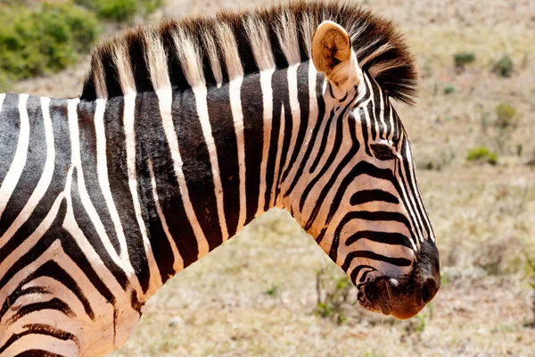 Zebra, patrząc w dół i myślenia — Zdjęcie stockowe