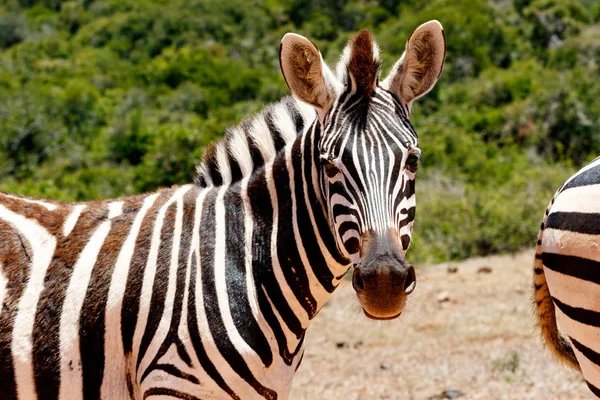 Zebra na Ciebie patrzy — Zdjęcie stockowe
