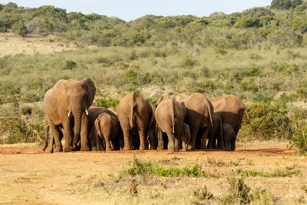 Самки и детеныши слонов — стоковое фото