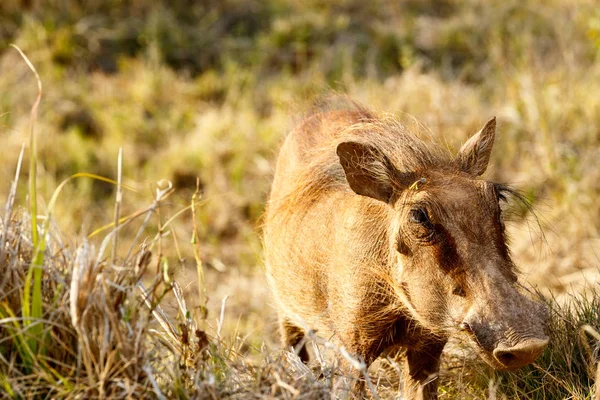 Gemeenschappelijke warthog met zijn grote neus — Stockfoto