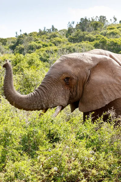 Elefant guckt zwischen all den Büschen — Stockfoto