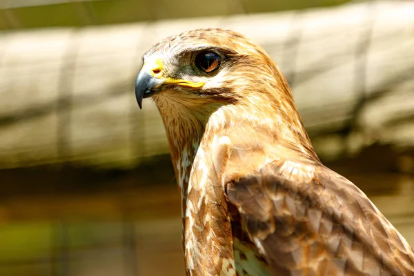 Águila marrón en Addo Sudáfrica — Foto de Stock