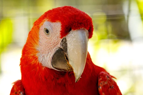 Красный попугай в Аддо Лицензионные Стоковые Фото
