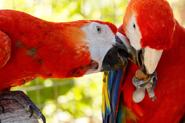 Loros rojos enamorados . Imágenes De Stock Sin Royalties Gratis