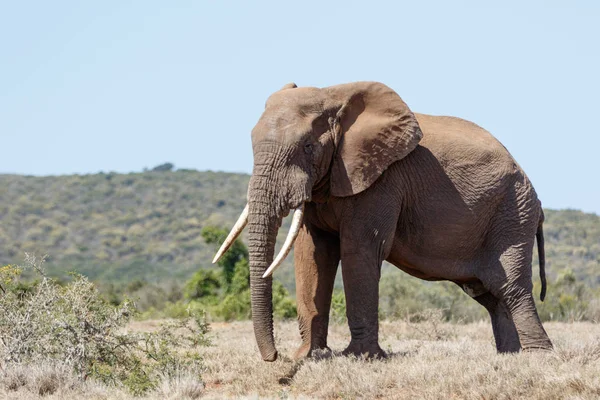 Buschelefant steht mit seinem großen Stoßzahn — Stockfoto