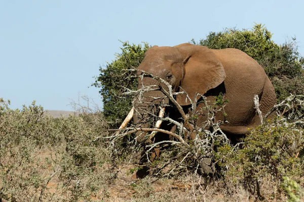 Buschelefant steht mit dem Ast über seinem Rüssel — Stockfoto