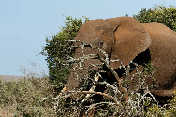 Bush Elephant hiding behind the branches — Stock Photo, Image