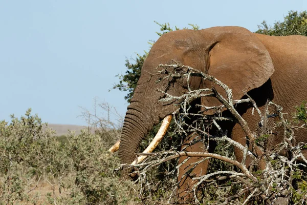 Buschelefant lugt durch die Äste — Stockfoto