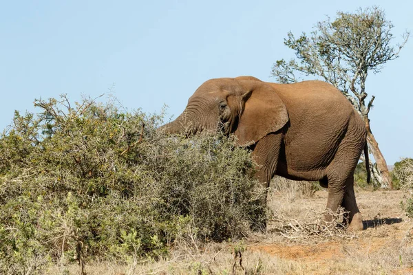 Słoń z jego tułowia w krzakach — Zdjęcie stockowe