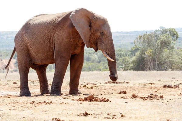 Bush Elefante torcendo il tronco — Foto Stock