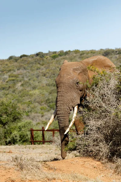 Elefante che sbircia dal cespuglio di spine — Foto Stock