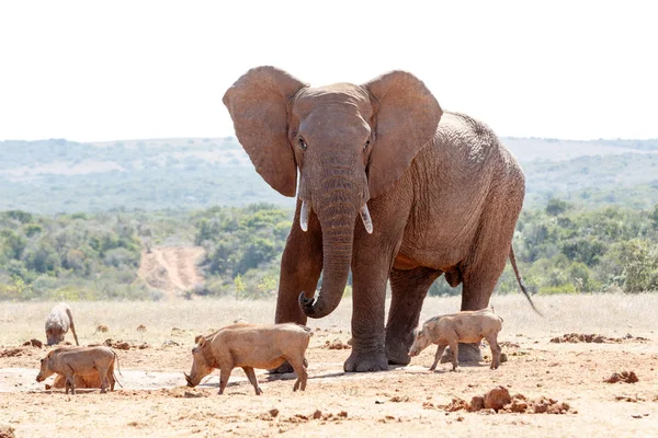 Bush Elefante persiguiendo a los warthogs Imagen De Stock