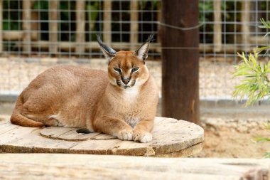 Kadın Rooikat yalan ve rahatlatıcı