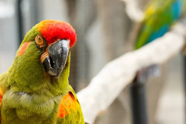Parrot with an attitude — Stock Image Parrot with an attitude Stock Picture