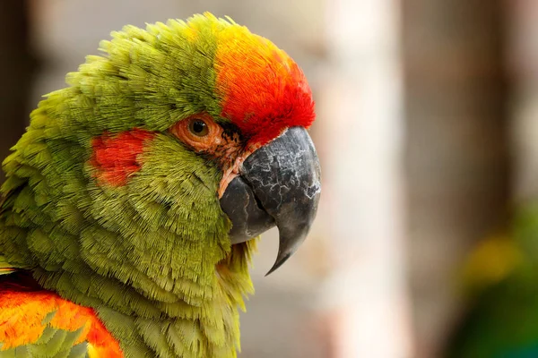 Papuga siedzi i patrzy na Ciebie Obraz Stockowy