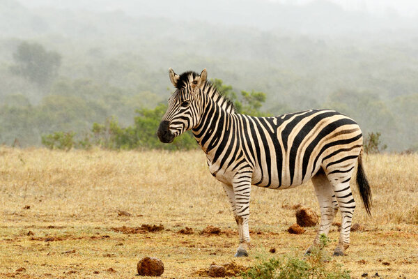 Burchell's Zebra standing and waiting at the watering hole.