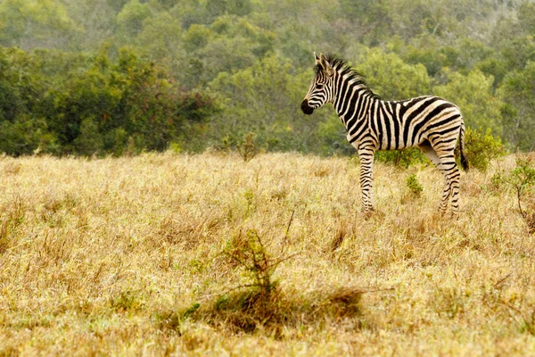 Bebek Zebra ayakta alanında — Stok fotoğraf