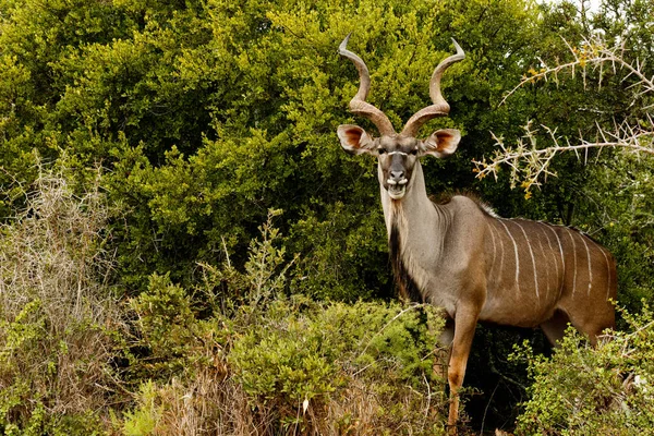 Grande Kudu in piedi e sorridente — Foto Stock