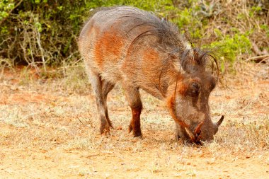 Çim yeme bir ortak warthog yan görünüm