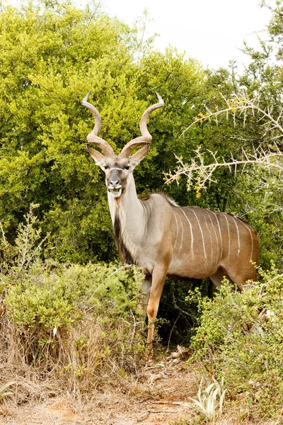 Greater Kudu - Tragelaphus strepsiceros — Stock Photo, Image