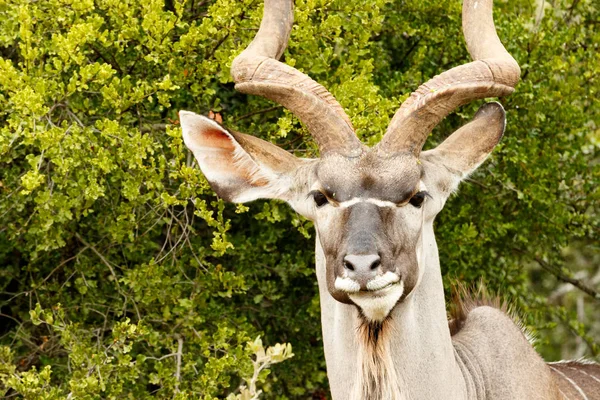 Captura de um Grande Kudu — Fotografia de Stock