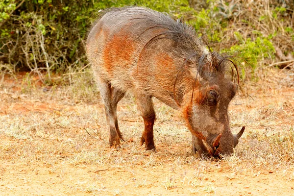 Zijaanzicht van een gemeenschappelijk warthog eten gras — Stockfoto