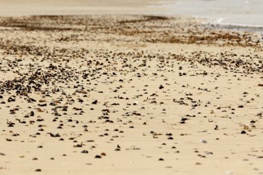 Kabukları üzerinde Port St Francis kuma