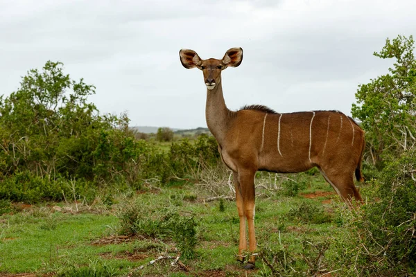 Female Kudu standing and looking — Stock Photo, Image