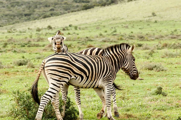 Зебра смотрит и смеется в камеру — стоковое фото