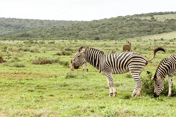 Zebra biorąc zrzut przed innych Zebra — Zdjęcie stockowe