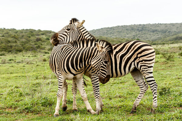 Zebras rubbing shoulders and showing affection.