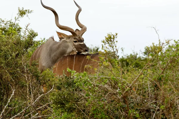 Maschio Kudu appoggia la testa sulla schiena della sua femmina — Foto Stock