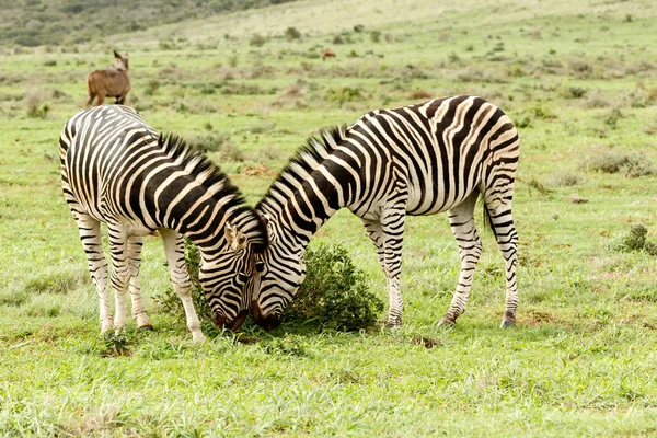 Zebra strofinando la testa l'uno contro l'altro — Foto Stock