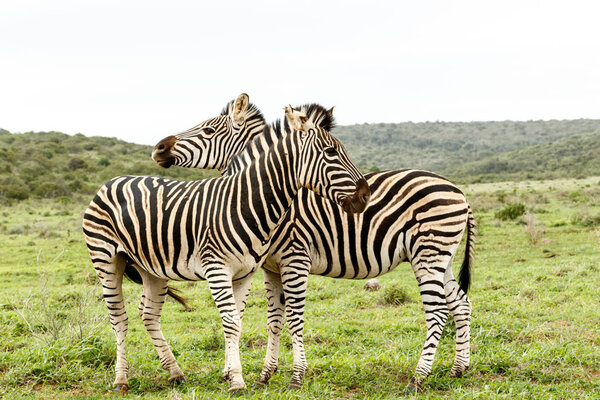 Zebras standing and watching in different directions in the field.