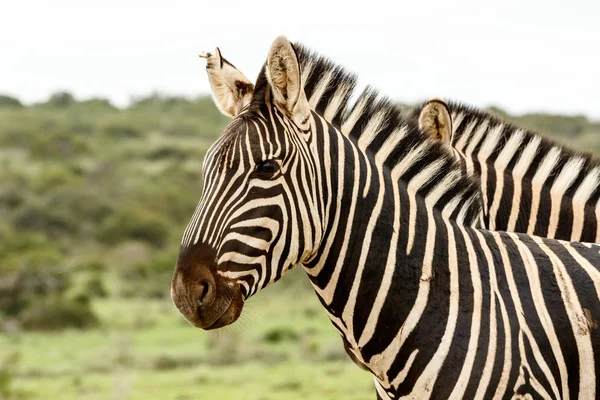 Due zebre in piedi insieme — Foto Stock