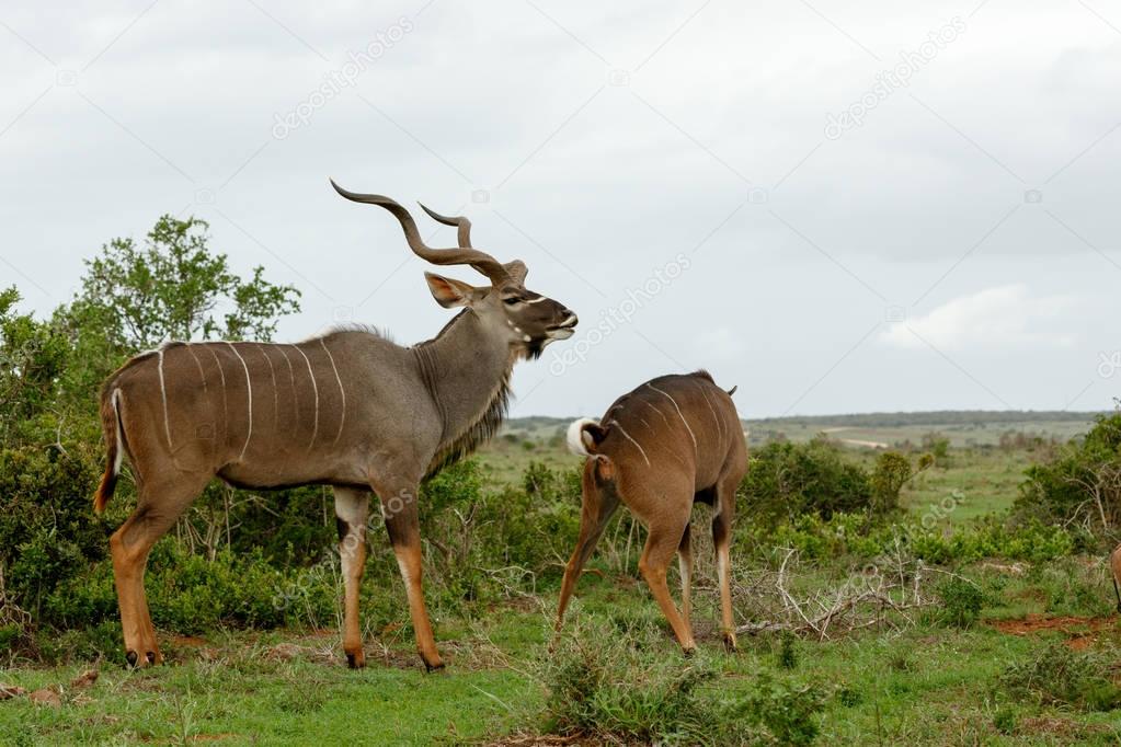 Male Kudu with his nose up in the air