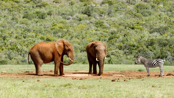 Слоны наблюдают, как Зебра приближается к дамбе — стоковое фото