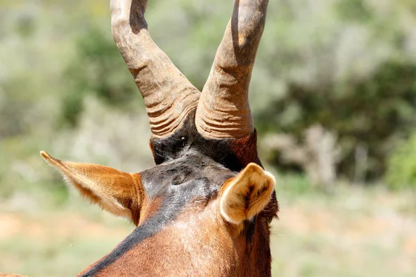 Derrière chaque grand Kudu il y a un gros bug de tique — Photo