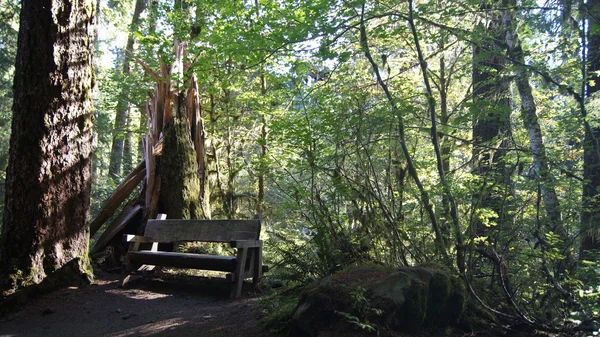 苔と木覆われた歩道雨林 Hoh、オリンピック国立公園、ワシントン州アメリカ合衆国 - 2014 年 10 月。 — ストック写真