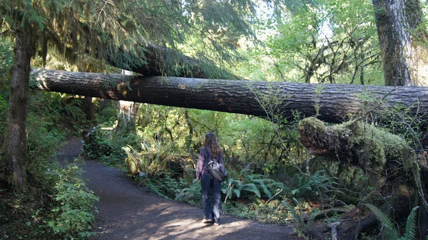 苔と木覆われた歩道雨林 Hoh、オリンピック国立公園、ワシントン州アメリカ合衆国 - 2014 年 10 月。 — ストック写真