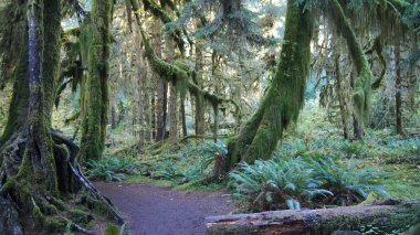 Hoh yağmur ormanı, olimpik Milli Parkı, Washington ABD - Ekim 2014: moss ile ağaçları örtmek aracılığıyla Trail