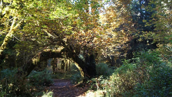 苔と木覆われた歩道雨林 Hoh、オリンピック国立公園、ワシントン州アメリカ合衆国 - 2014 年 10 月。 — ストック写真