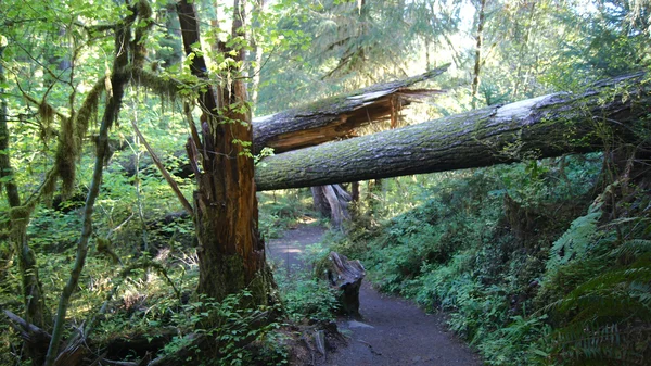 苔と木覆われた歩道雨林 Hoh、オリンピック国立公園、ワシントン州アメリカ合衆国 - 2014 年 10 月。 — ストック写真